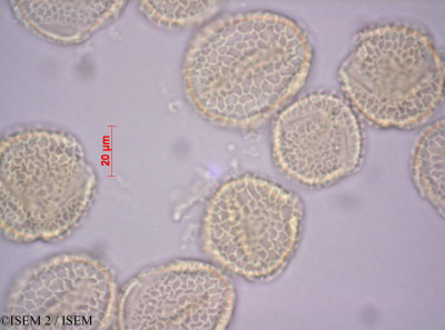 ISEM 2/Cussonia_spicata_44650/Cussonia_spicata_44650_0001(copy)_thumb.jpg